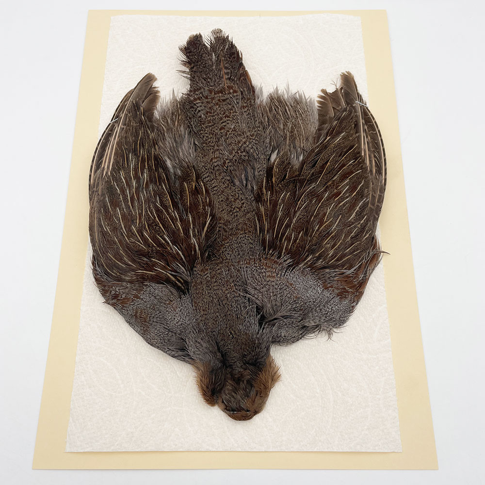 ϥ󥬥ꥢѡȥåץ꡼ȥ SAɥ NO.5