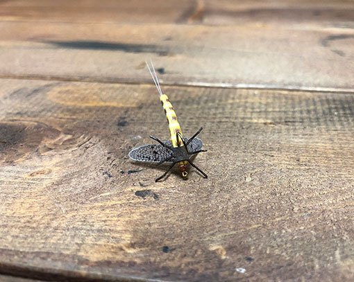 Vania �ե�����ե饤����󥫥�������������