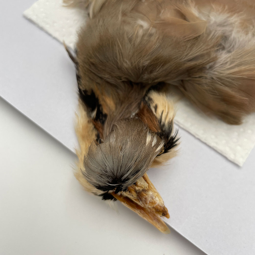 CANAL社 French Partridge （フレンチパートリッジ）コンプリート