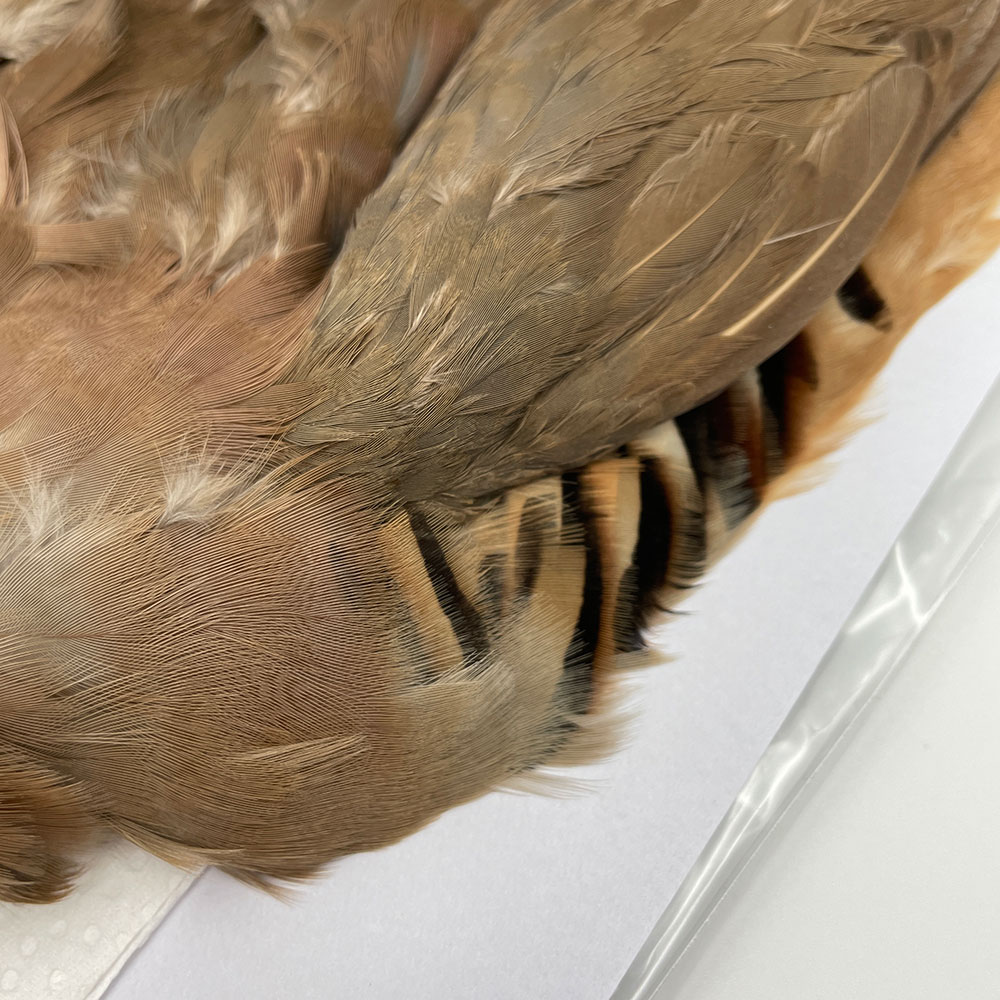 CANAL社 French Partridge （フレンチパートリッジ）コンプリート