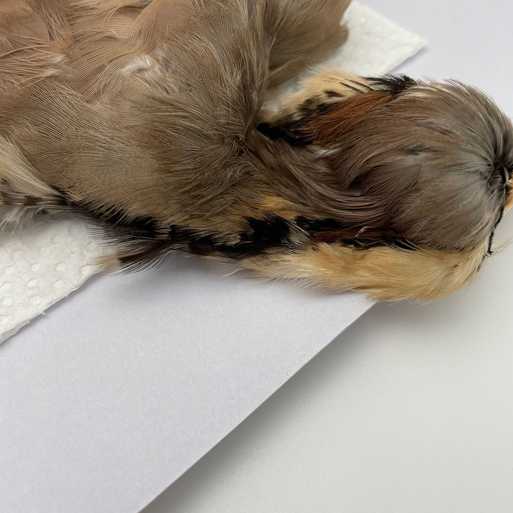 CANAL社 French Partridge （フレンチパートリッジ）コンプリート