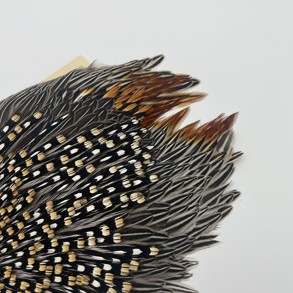 ジャングルコックのケープ ジャングルコックのケープ