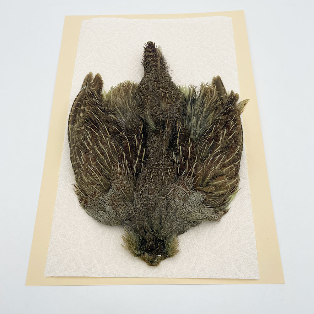 ϥ󥬥ꥢѡȥåץ꡼ȥ SAɥ꡼ NO.1