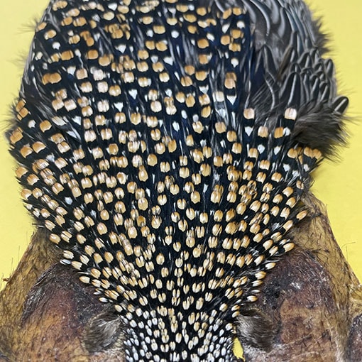 Ken-Cube ジャングルコック Grade SA （No.1）