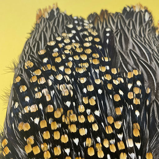 Ken-Cube ジャングルコック Grade SA （No.1）