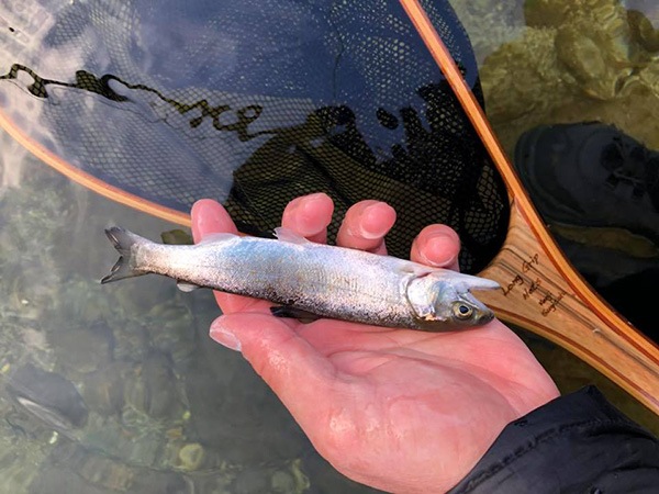 ʾòSUGISAKA NET꡼ ֥󥰥åץͥåȡץСåСʥ֥å