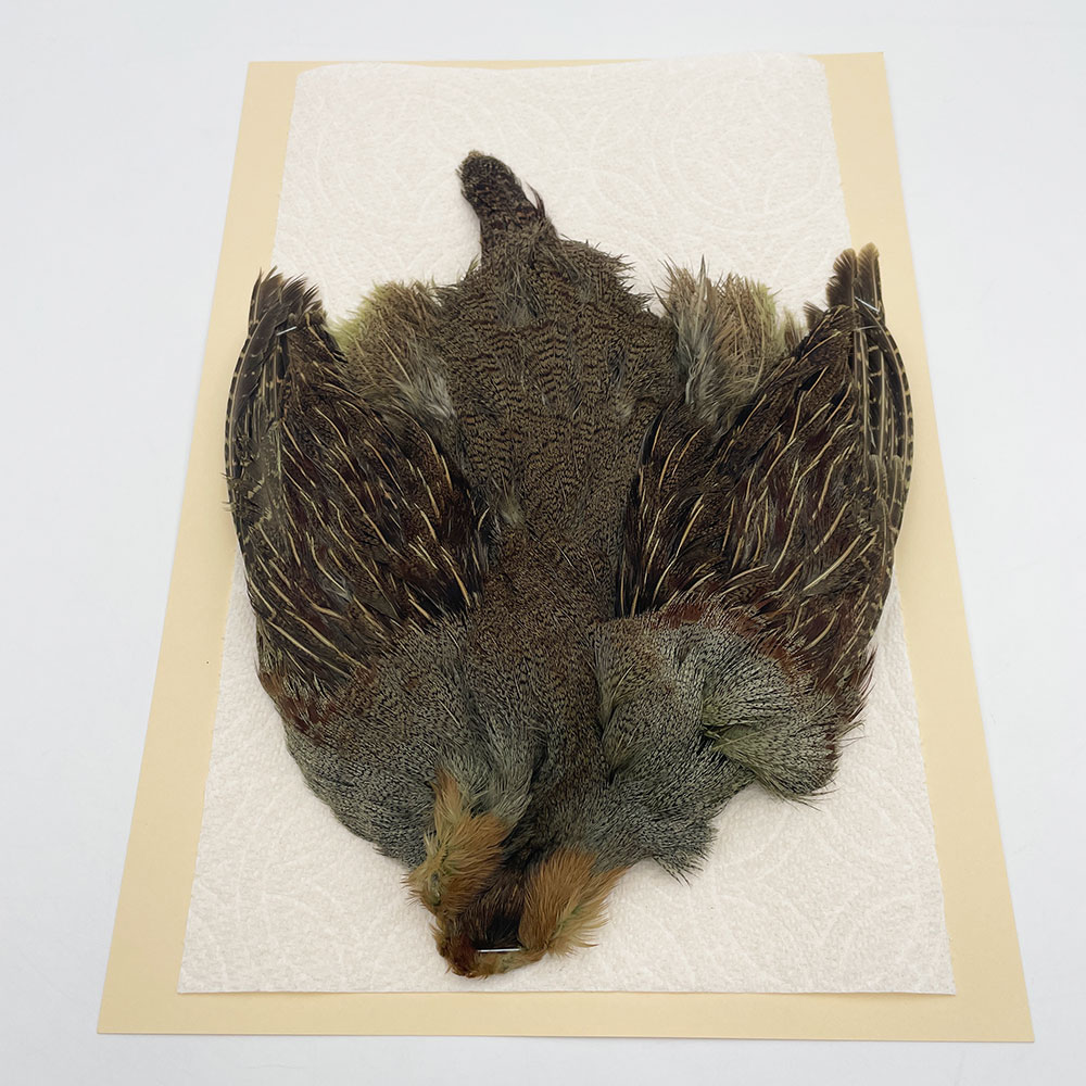 ϥ󥬥ꥢѡȥåץ꡼ȥ SAɥ꡼ NO.2