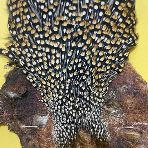 Ken-Cube ジャングルコック Grade SA （No.2）