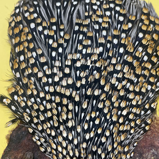 Ken-Cube ジャングルコック Grade SA （No.2）