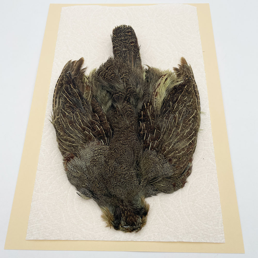 ϥ󥬥ꥢѡȥåץ꡼ȥ SAɥ꡼ NO.3