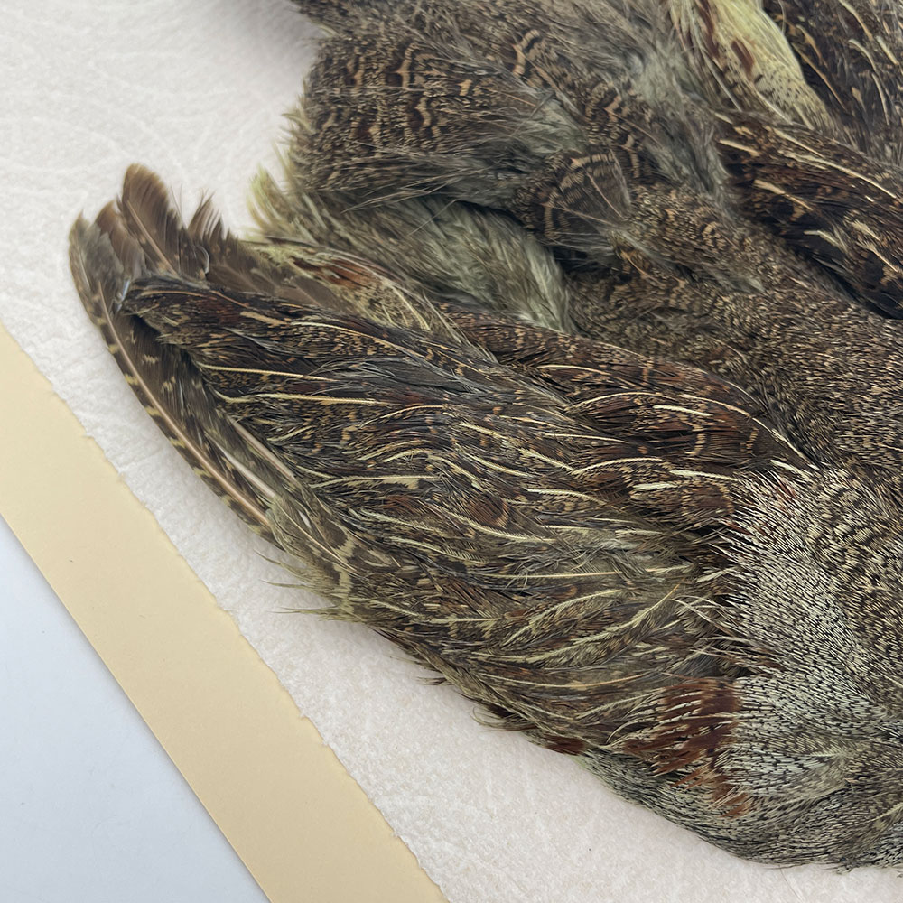 ϥ󥬥ꥢѡȥåץ꡼ȥ SAɥ꡼ NO.3