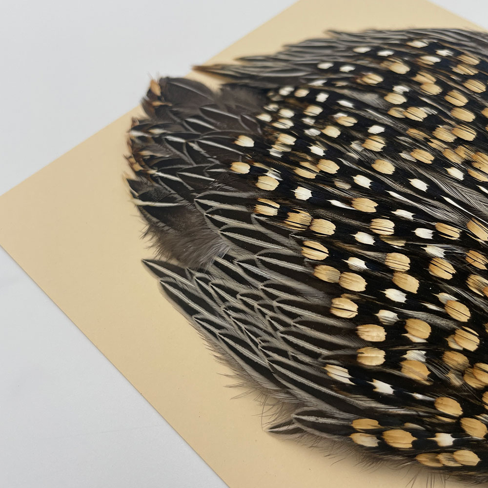 Ken-Cube ジャングルコック Grade B （No.4）