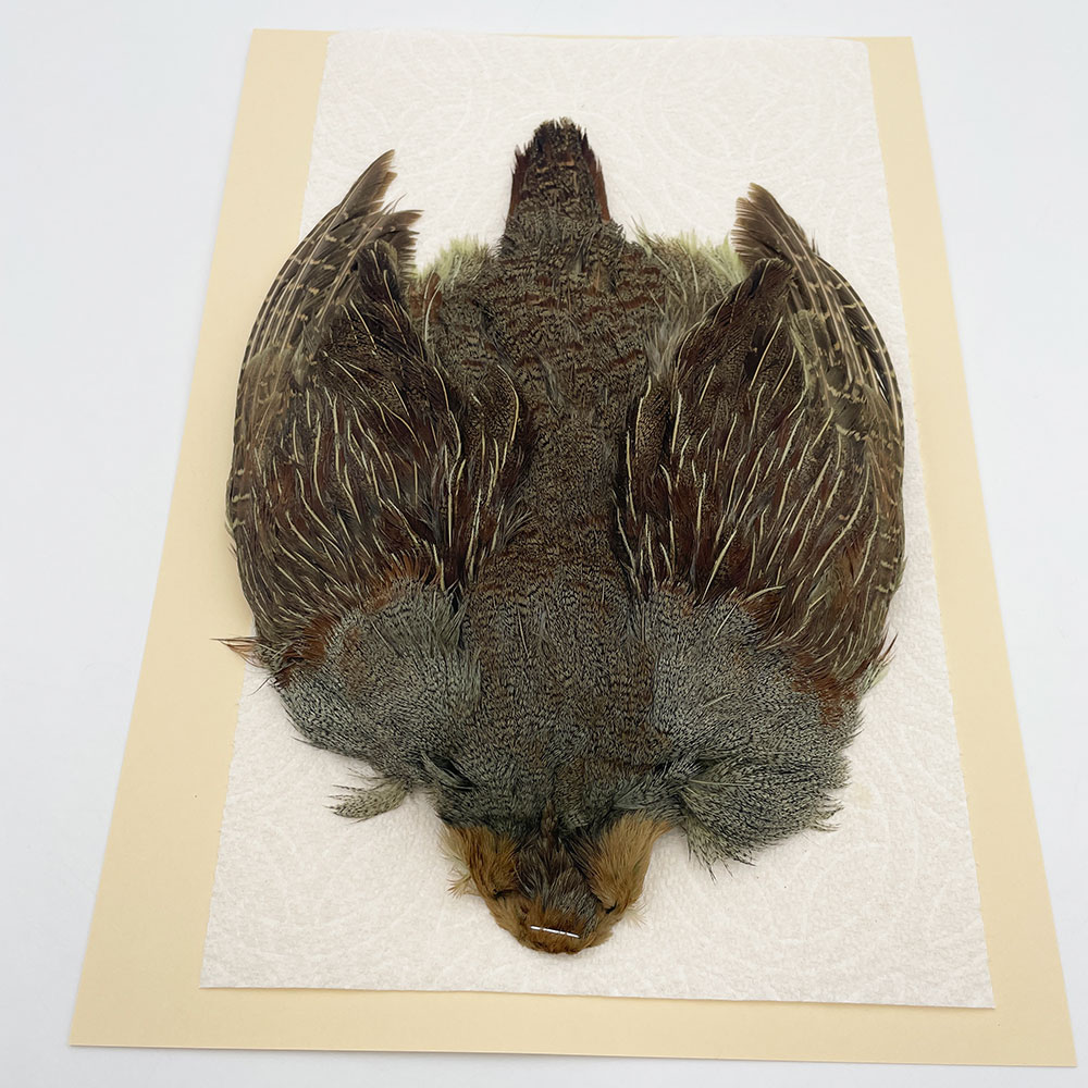 ϥ󥬥ꥢѡȥåץ꡼ȥ SAɥ꡼ NO.4