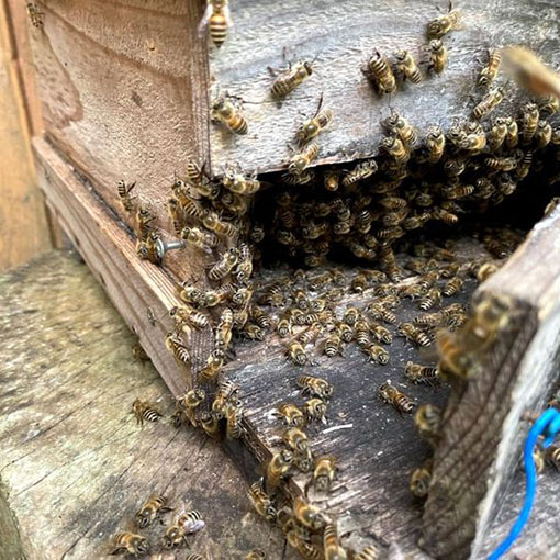 Japanease Bee's HONEY(日本蜜蜂のはちみつ)