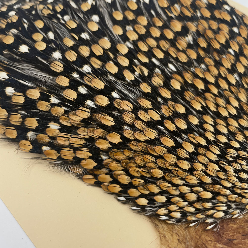 Ken-Cube ジャングルコック Grade SA （No.7）