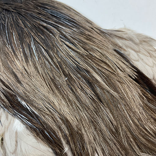 10%OFF ��åġ����å��ͥå����� ����No.3