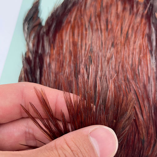 KEN-CUBE�ҡ�����ǥ����󥱡��� FOR WING