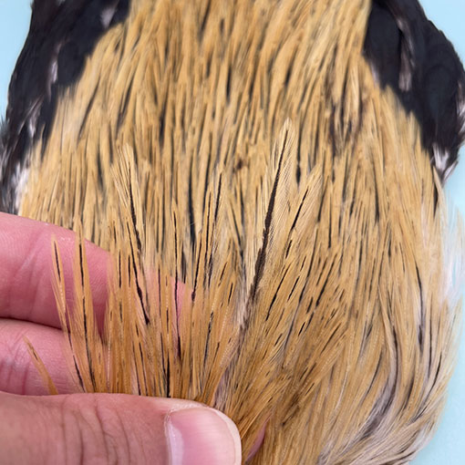 KEN-CUBE�ҡ�����ǥ����󥱡��� FOR WING