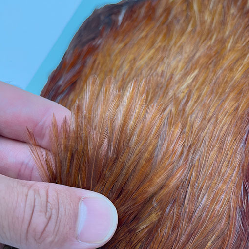 KEN-CUBE�ҡ�����ǥ����󥱡��� FOR WING