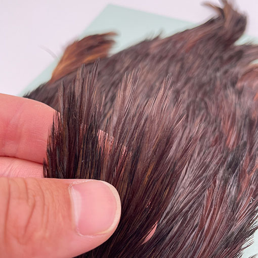 KEN-CUBE�ҡ�����ǥ����󥱡��� FOR WING