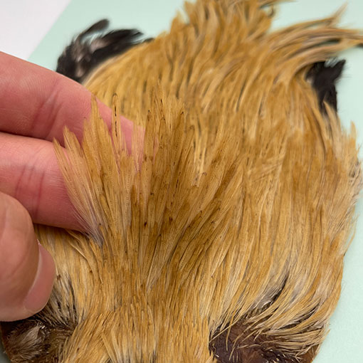 KEN-CUBE�ҡ�����ǥ����󥱡��� FOR WING