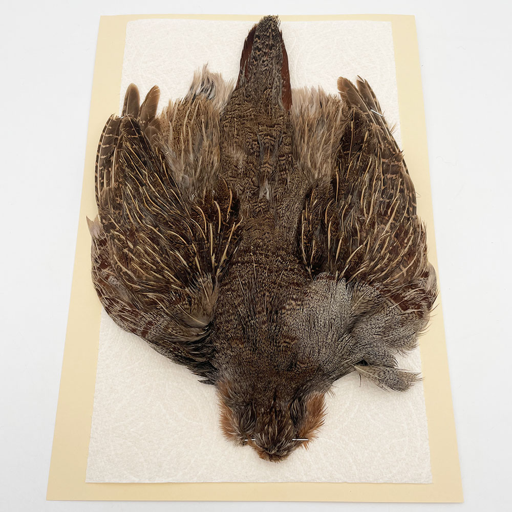 ϥ󥬥ꥢѡȥåץ꡼ȥ SAɥ֥饦 NO.1