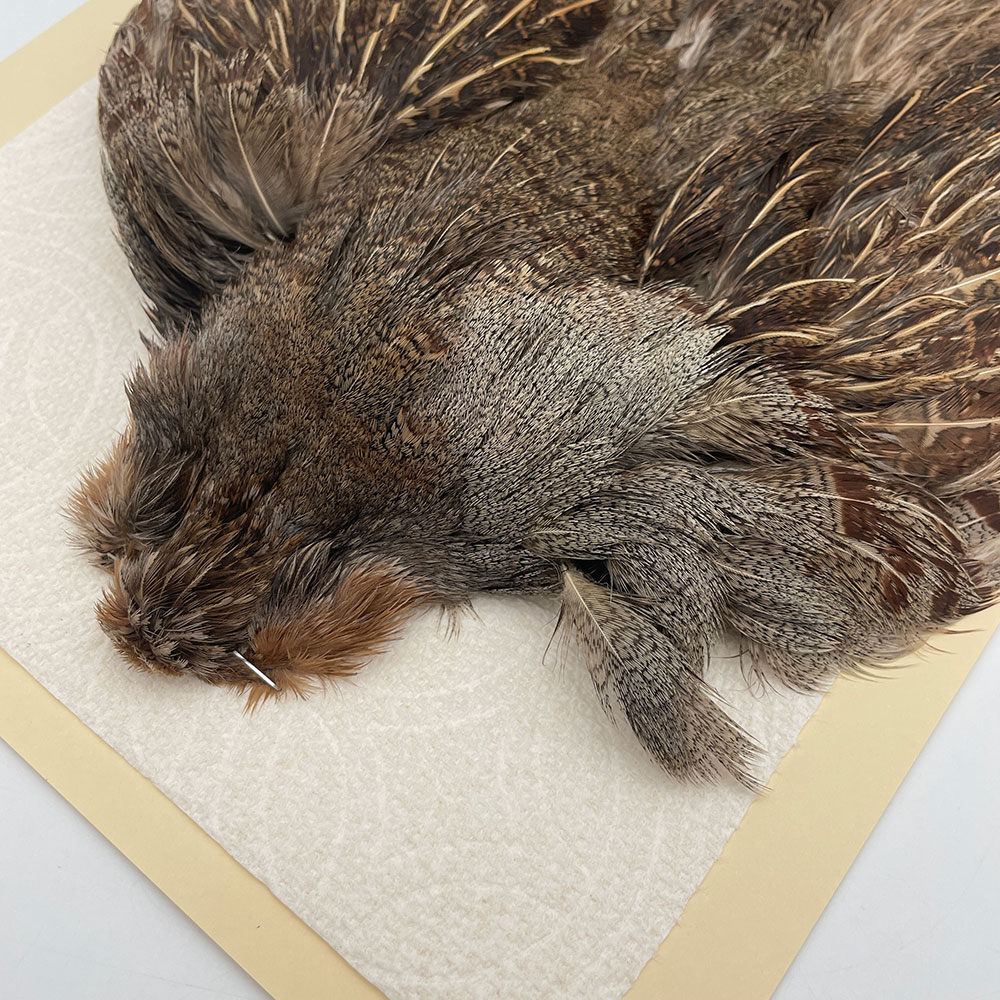 ϥ󥬥ꥢѡȥåץ꡼ȥ SAɥ֥饦 NO.1