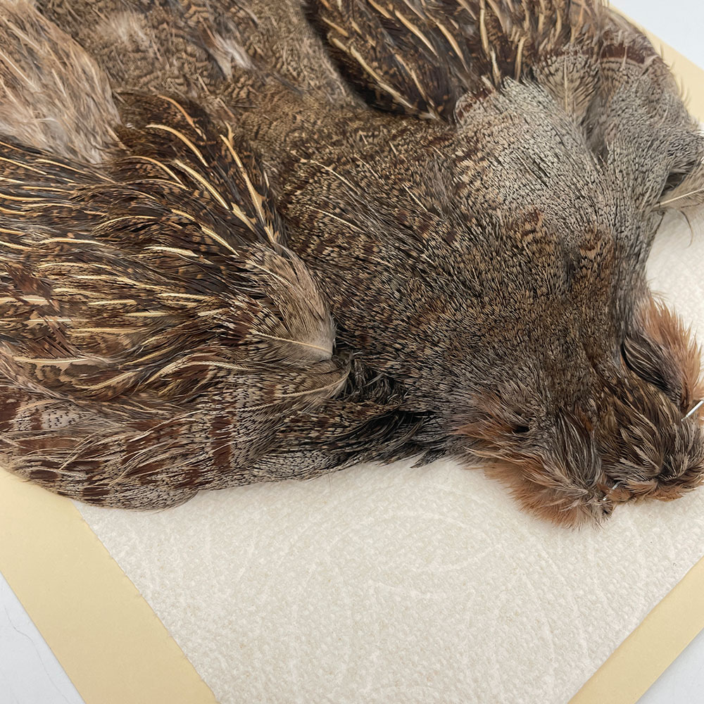 ϥ󥬥ꥢѡȥåץ꡼ȥ SAɥ֥饦 NO.1