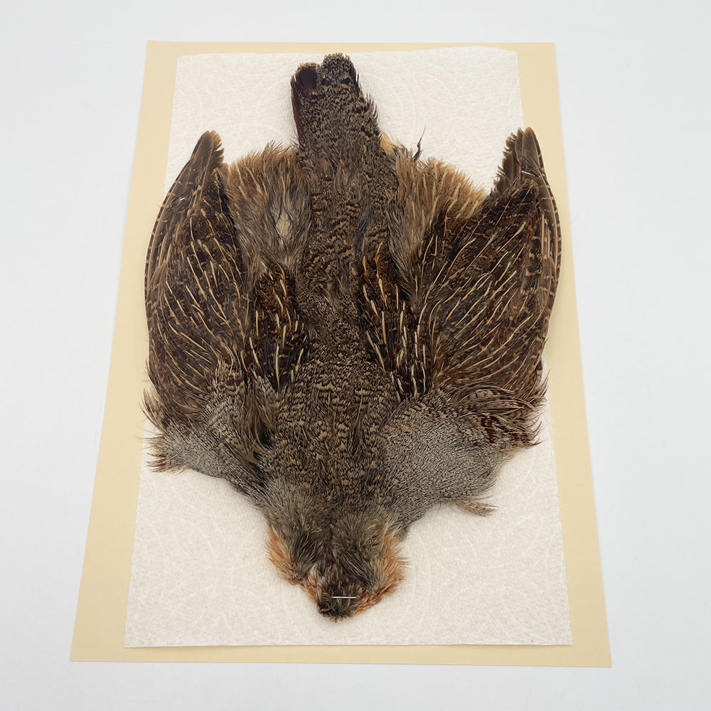 ϥ󥬥ꥢѡȥåץ꡼ȥ SAɥ NO.2