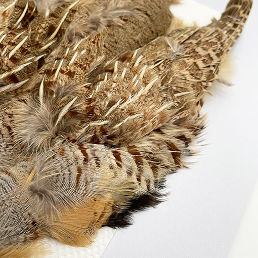 CANALҡ㥤ˡѡȥåʥץ꡼ȥ1CN120