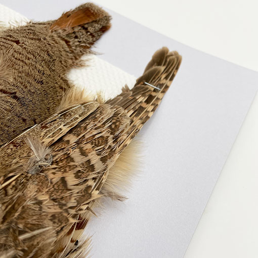 CANALҡ㥤ˡѡȥåʥץ꡼ȥ1CN120