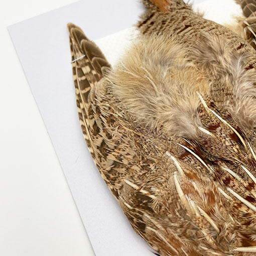 CANALҡ㥤ˡѡȥåʥץ꡼ȥ1CN120