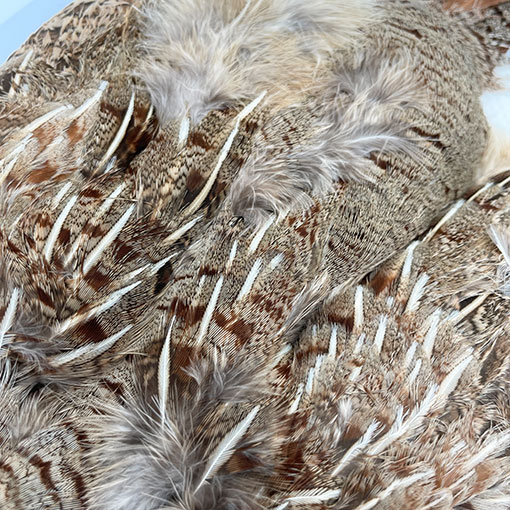 CANALҡ㥤ˡѡȥåʥץ꡼ȥ1CN120