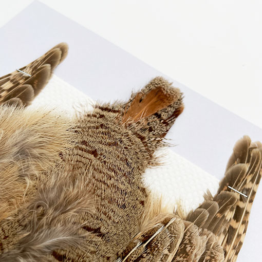 CANALҡ㥤ˡѡȥåʥץ꡼ȥ1CN120