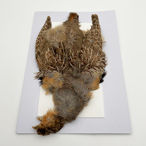 CANALҡ㥤ˡѡȥåʥץ꡼ȥ1CN120