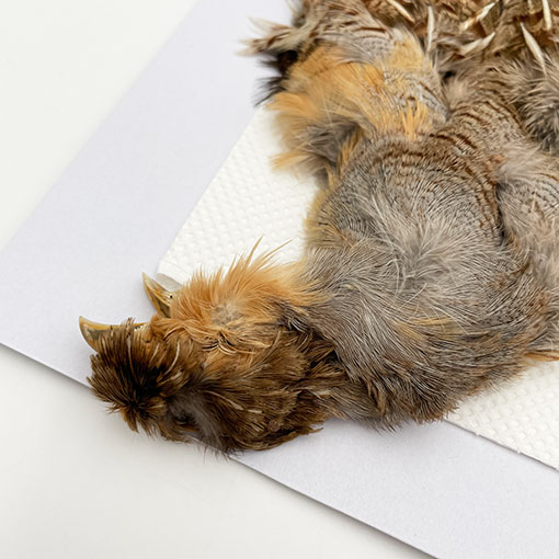 CANALҡ㥤ˡѡȥåʥץ꡼ȥ1CN120