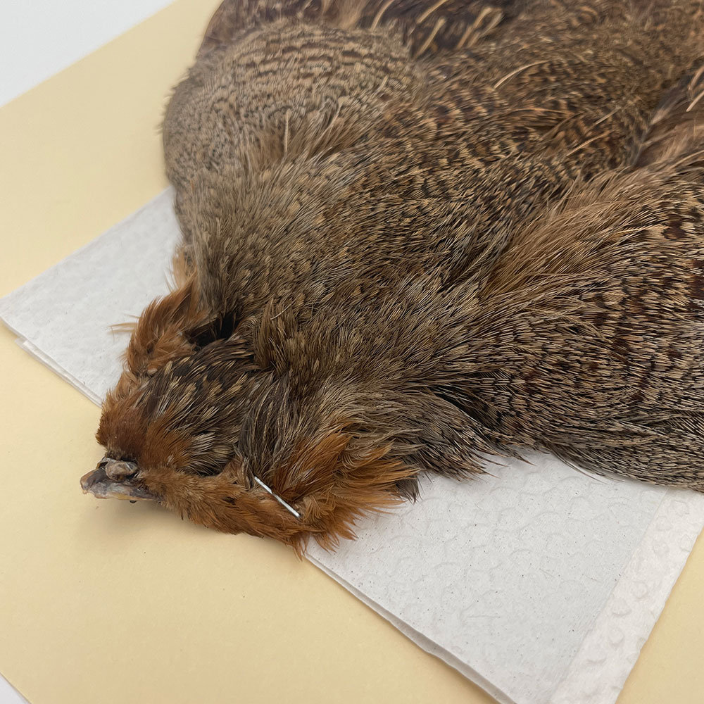 ϥ󥬥ꥢѡȥåץ꡼ȥ SAɥ֥饦 NO.2