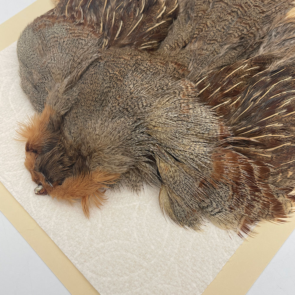 ϥ󥬥ꥢѡȥåץ꡼ȥ SAɥ NO.3