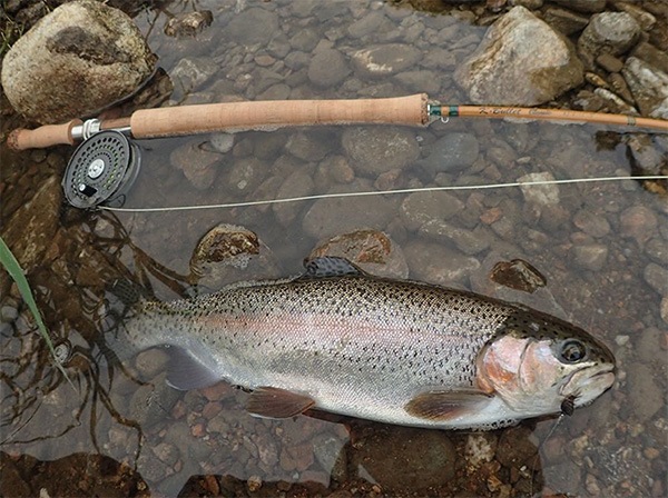 K・Bullet GoldSpey ＃3 11ft