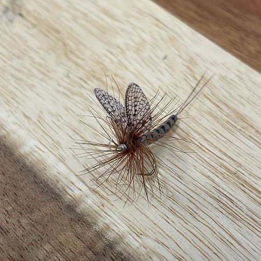 Vania �ե�����ե饤���ޡ����֥饦�󡡡ʥ���������