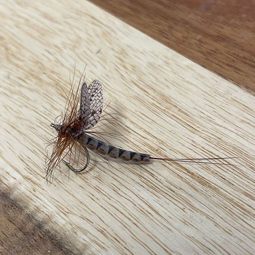 Vania �ե�����ե饤���ޡ����֥饦�󡡡ʥ���������