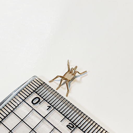 VANIA եե饤åʥåѡġˡ6ꡡ[VFT]