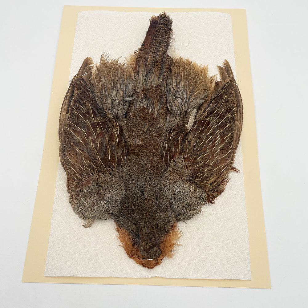 ϥ󥬥ꥢѡȥåץ꡼ȥ SAɥ NO.5