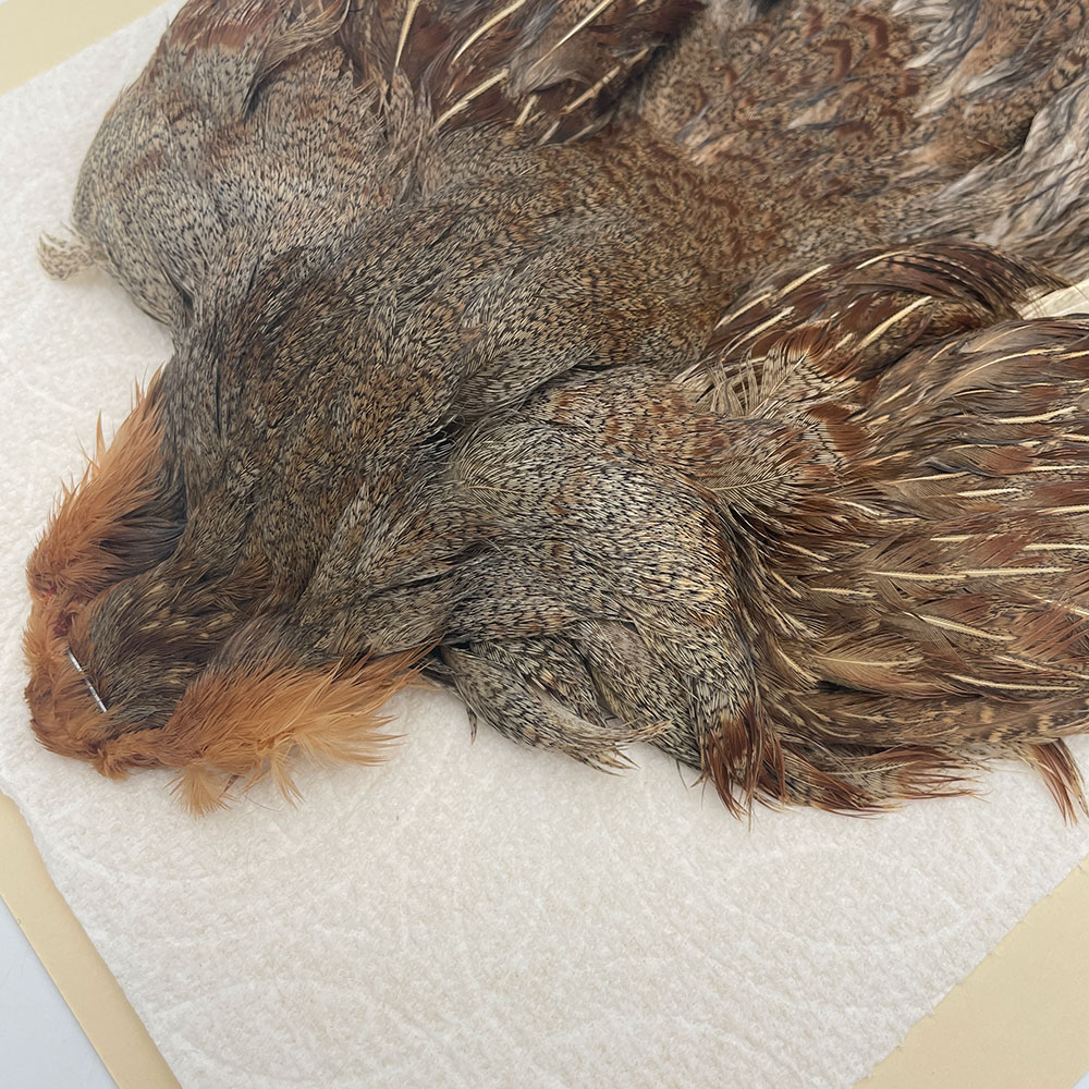 ϥ󥬥ꥢѡȥåץ꡼ȥ SAɥ NO.5