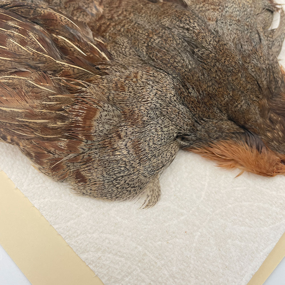 ϥ󥬥ꥢѡȥåץ꡼ȥ SAɥ NO.5