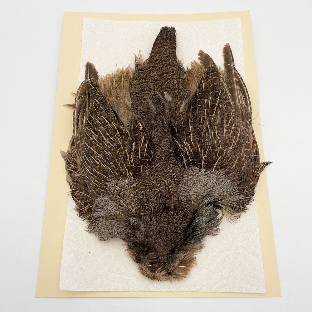 ϥ󥬥ꥢѡȥåץ꡼ȥ SAɥ֥饦 NO.5