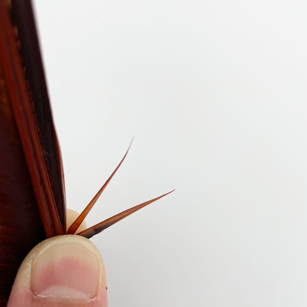 ���������Х����åȥ�����