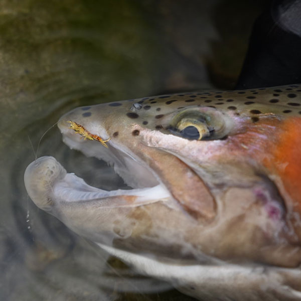 VANIA ストーンフライジグ