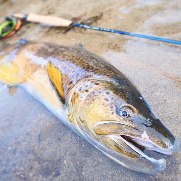 Sonar ウェットシステム