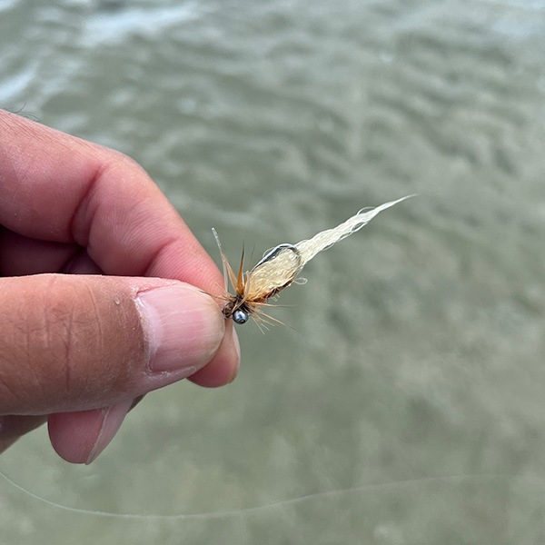 ポーラーベア ダイドシュリンプ